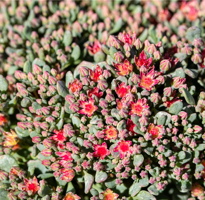Garten-Fettblatt 'Lidakense'