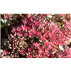 bellaflora Gartencenter GmbH