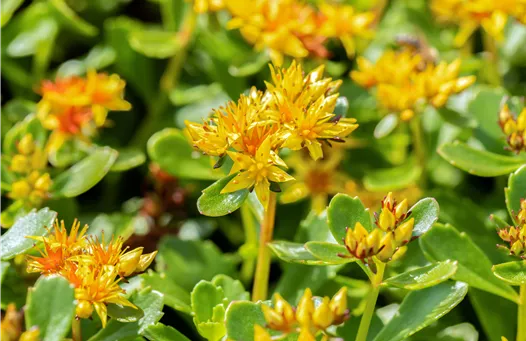 Sedum kamtschaticum 