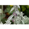 bellaflora Gartencenter GmbH