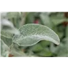 bellaflora Gartencenter GmbH