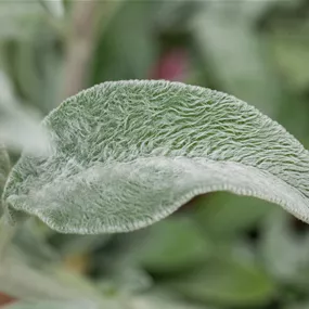Stachys byzantina