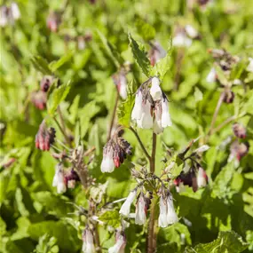 Symphytum grandiflorum