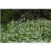 bellaflora Gartencenter GmbH