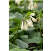 bellaflora Gartencenter GmbH