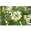 bellaflora Gartencenter GmbH