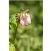 bellaflora Gartencenter GmbH