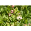 bellaflora Gartencenter GmbH
