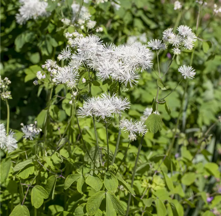 Akeleiblättrige Wiesenraute