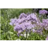 bellaflora Gartencenter GmbH