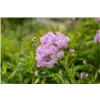 bellaflora Gartencenter GmbH