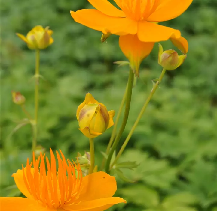 Europäische Trollblume