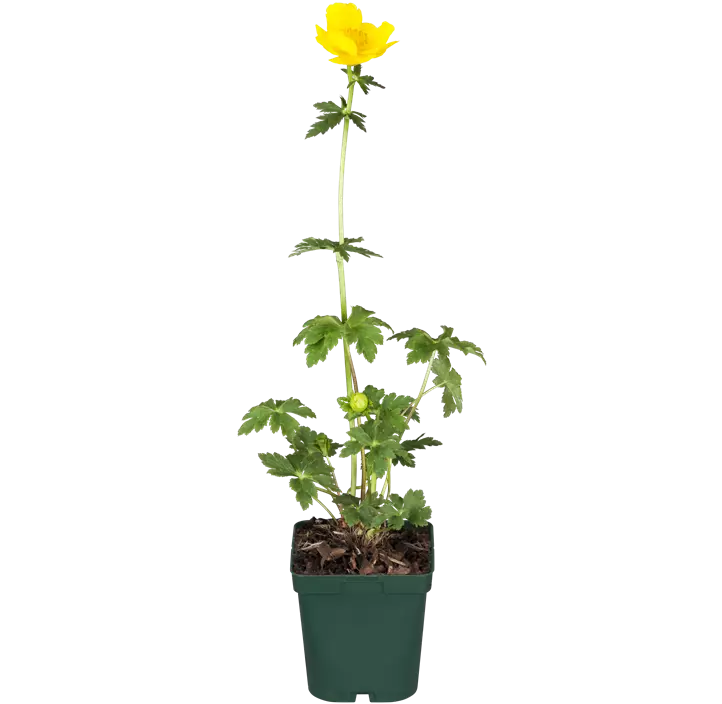 Europäische Trollblume