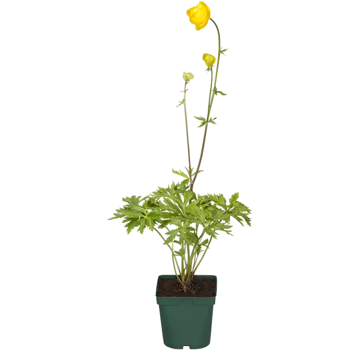 Europäische Trollblume
