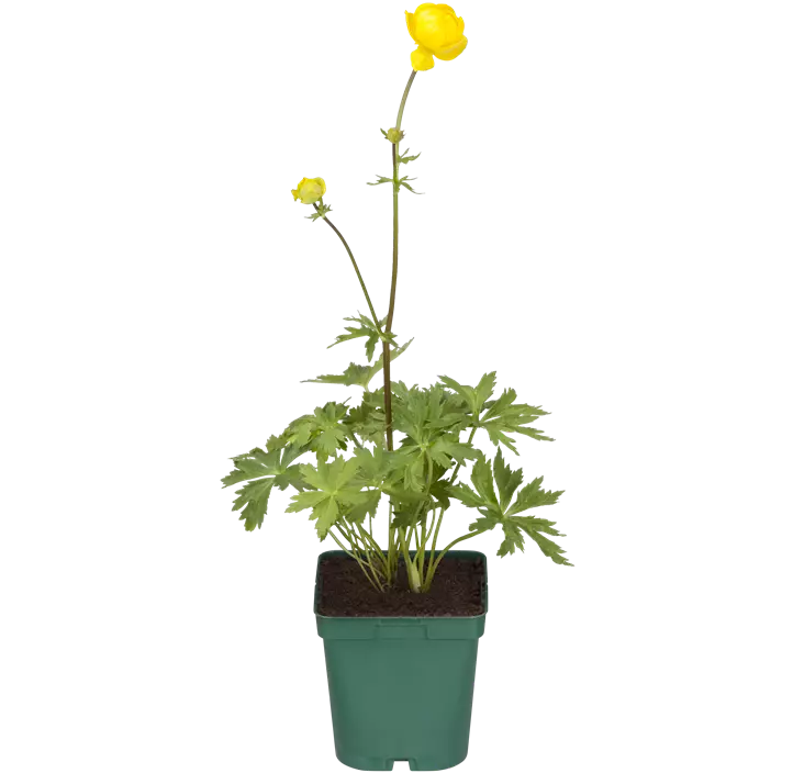 Europäische Trollblume