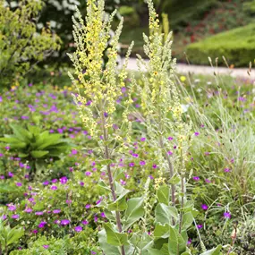 Verbascum olympicum
