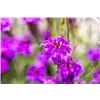 bellaflora Gartencenter GmbH