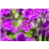 bellaflora Gartencenter GmbH