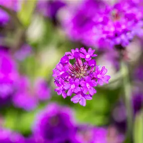 Verbena rigida Venosa