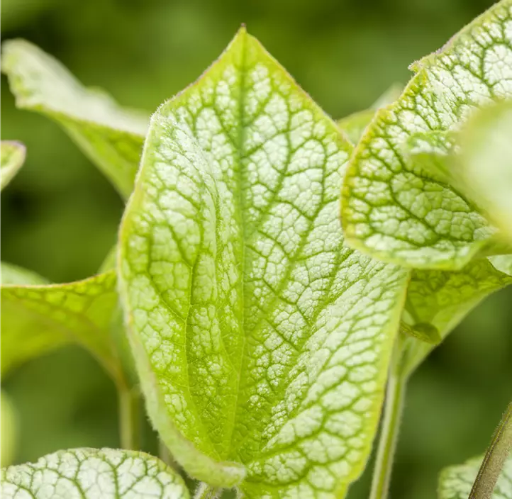 Kaukasus-Vergissmeinnicht