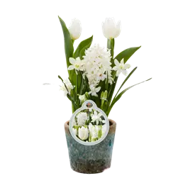 Blumenzwiebelmix 'Cocktail' Creme