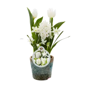 Blumenzwiebelmix 'Cocktail' Creme