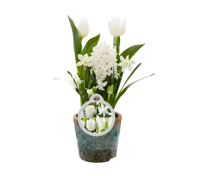 Blumenzwiebelmix 'Cocktail' Creme