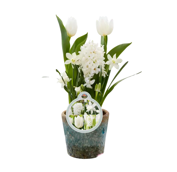 Blumenzwiebelmix 'Cocktail' Creme