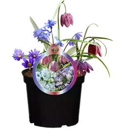 Blumenzwiebelmix 'Cocktail Botanique'