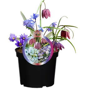 Blumenzwiebelmix 'Cocktail Botanique'