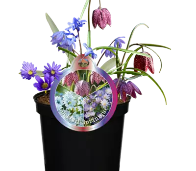 Blumenzwiebelmix 'Cocktail Botanique'