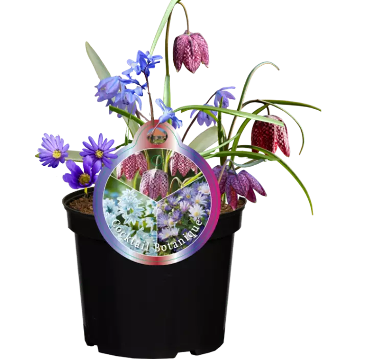 Zwiebelmix Botanique