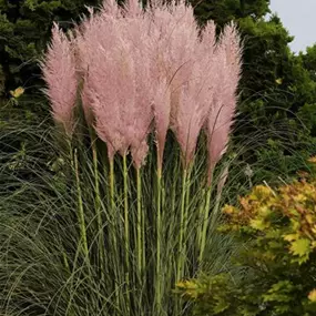 Cortaderia selloana 'Pink'