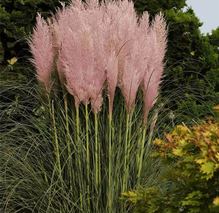 Garten-Pampasgras 'Pink'