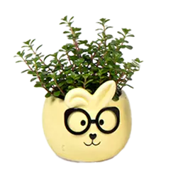Mini-Grünpflanze im Hasentopf