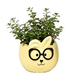 Mini-Grünpflanze im Hasentopf