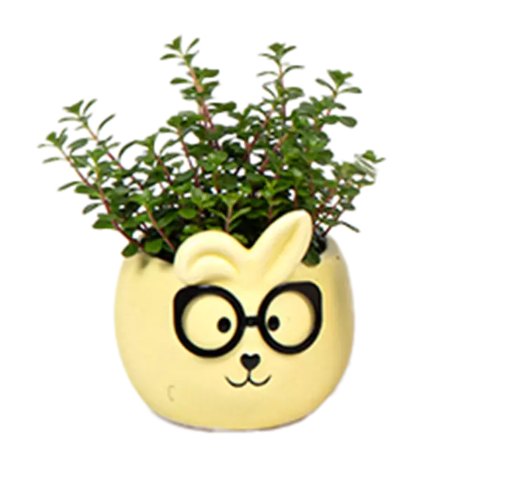 Mini-Grünpflanze im Hasentopf