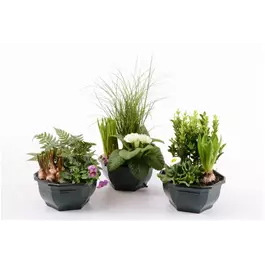 Outdoor-Pflanzen Arrangement