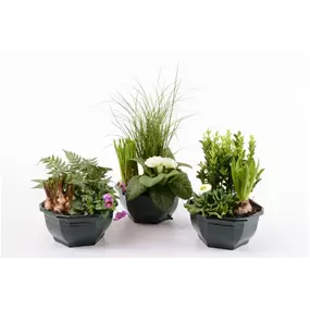 Outdoor-Pflanzen Arrangement
