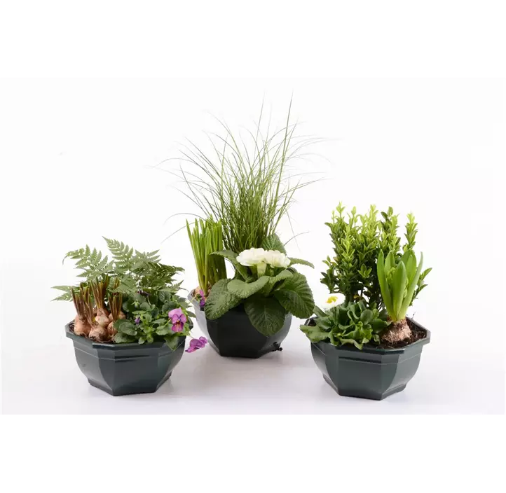 Outdoor-Pflanzen Arrangement