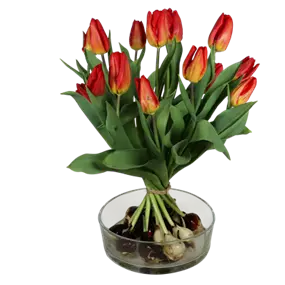 Tulpenstrauß mit Zwiebeln 