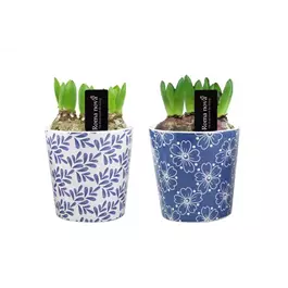 Arrangement Royal Rhapsody