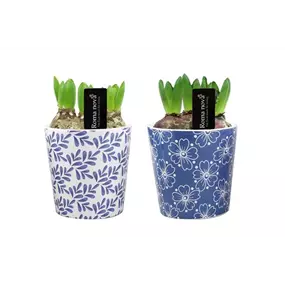 Arrangement Royal Rhapsody