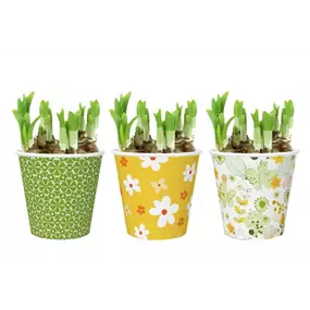 Arrangement Spring Serenity