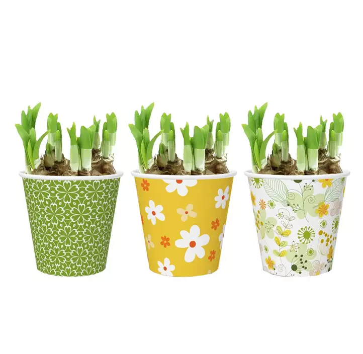 Arrangement Spring Serenity