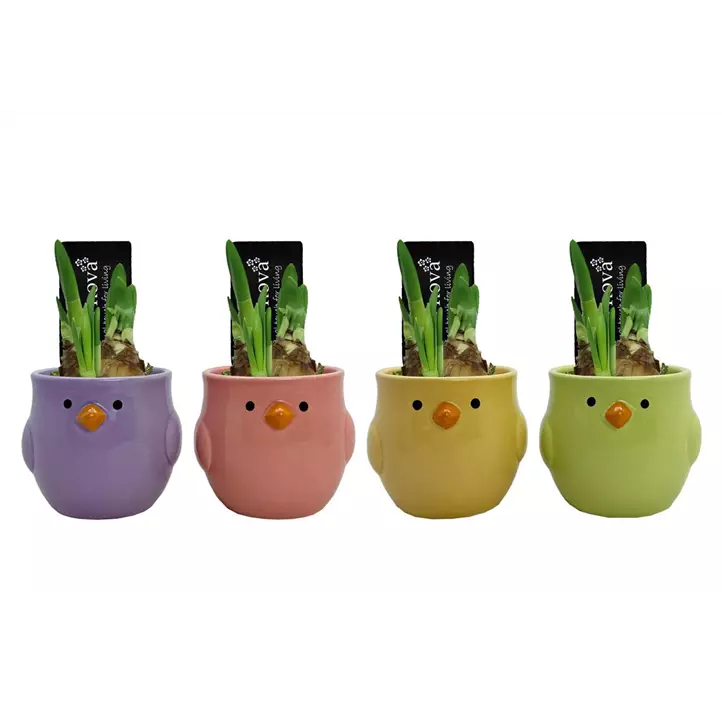 Arrangement Bouncy Birds