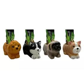 Arrangement Cuddly Cuties