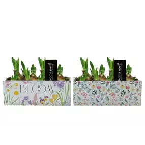 Arrangement Garden Grace