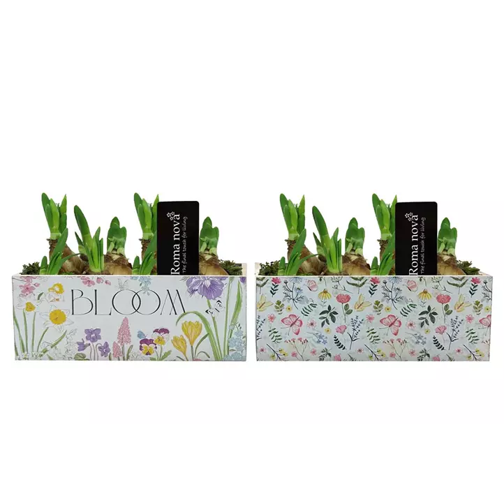 Arrangement Garden Grace