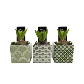 Arrangement Green Garden